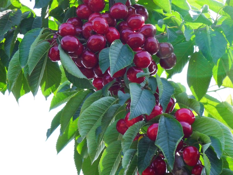 大连特产虾酱很臭为什么,大连有哪些特产适合带回家