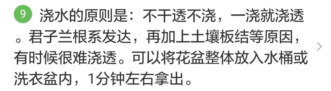 君子兰掉的小根能繁殖吗,君子兰繁殖不分盆好看吗