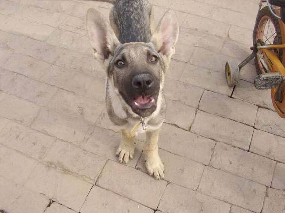 收藏狗狗的图片,收藏宠物集