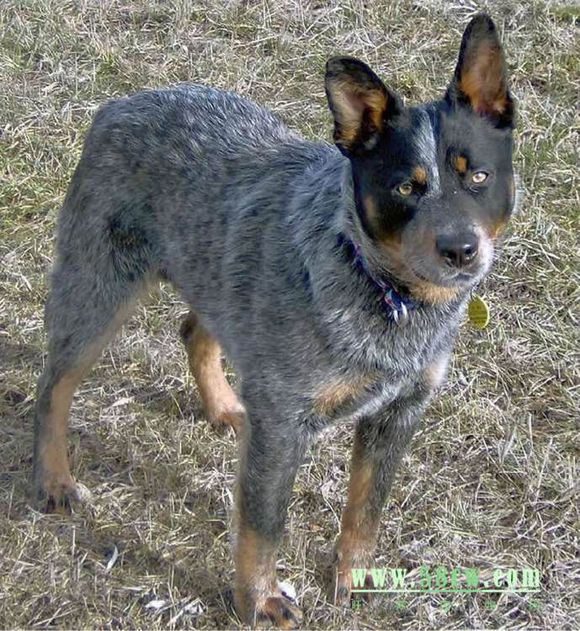 收藏狗狗的图片,收藏宠物集