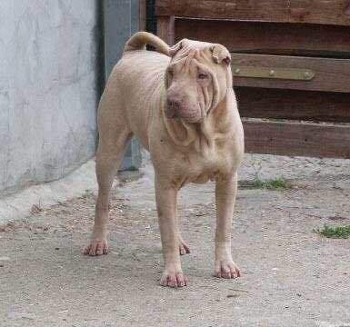 收藏狗狗的图片,收藏宠物集