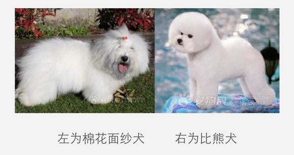 收藏狗狗的图片,收藏宠物集