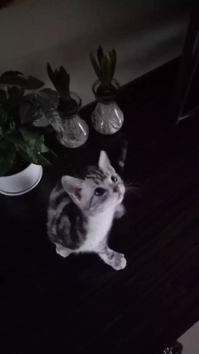 长沙宠物蜥蜴品种有哪些,别人家养的宠物蜥蜴食肉动物