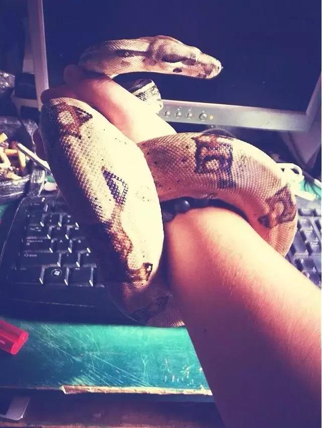 长沙宠物蜥蜴品种有哪些,别人家养的宠物蜥蜴食肉动物