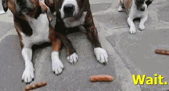 铲屎官半夜给猫咪抓鱼,和猫咪斗智斗勇铲屎官智商完胜