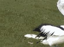 铲屎官半夜给猫咪抓鱼,和猫咪斗智斗勇铲屎官智商完胜