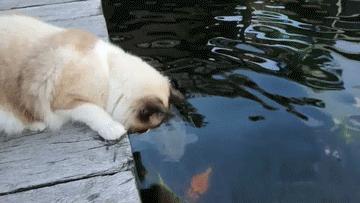 铲屎官半夜给猫咪抓鱼,和猫咪斗智斗勇铲屎官智商完胜