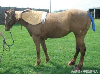 怎样挑选好的公马,公马如何选择母马