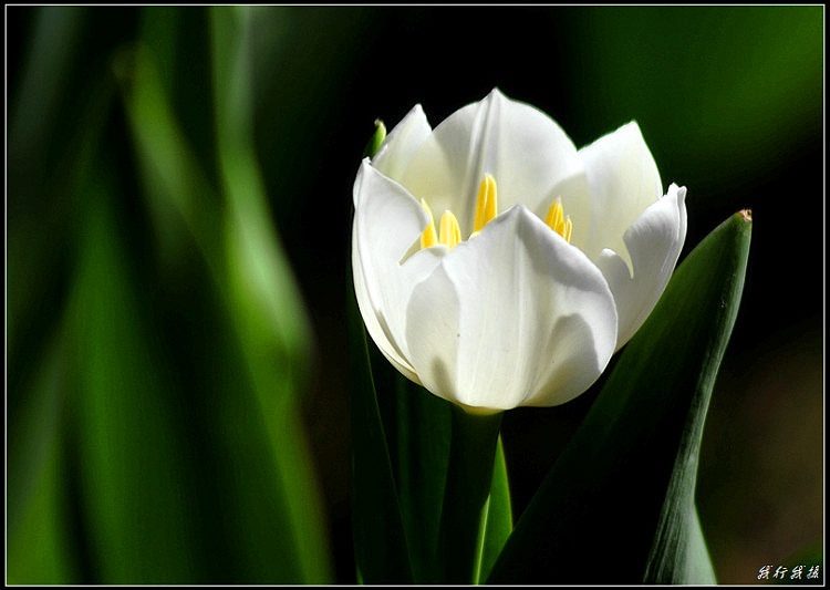 郁金香花卉摆放,郁金香花卉基地
