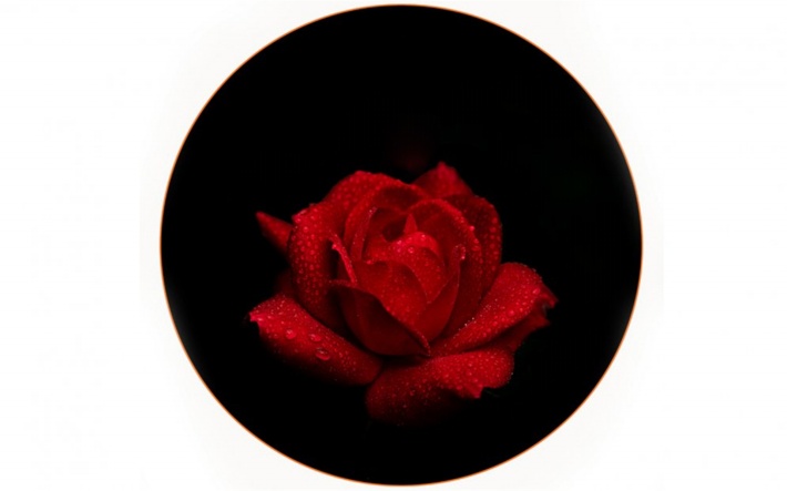 情人节送白玫瑰的花语和寓意,情人节玫瑰花花语大全