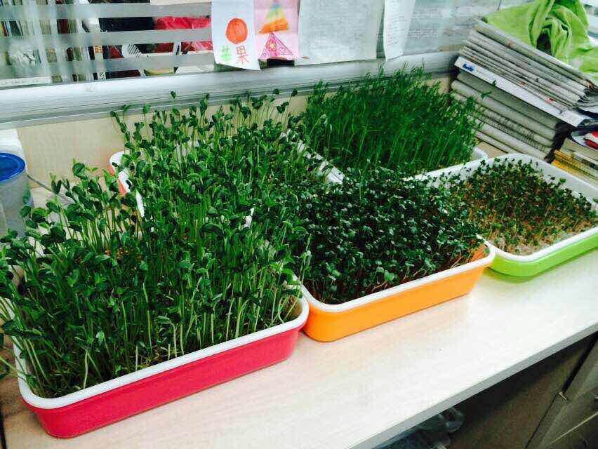 降三高美容养颜的水果,健康抗癌防癌的菜谱