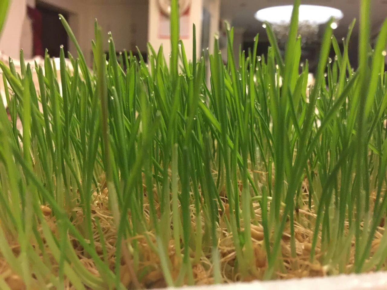 降三高美容养颜的水果,健康抗癌防癌的菜谱