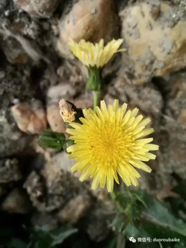 雪地里妈妈种的漂亮多肉,女儿种的多肉