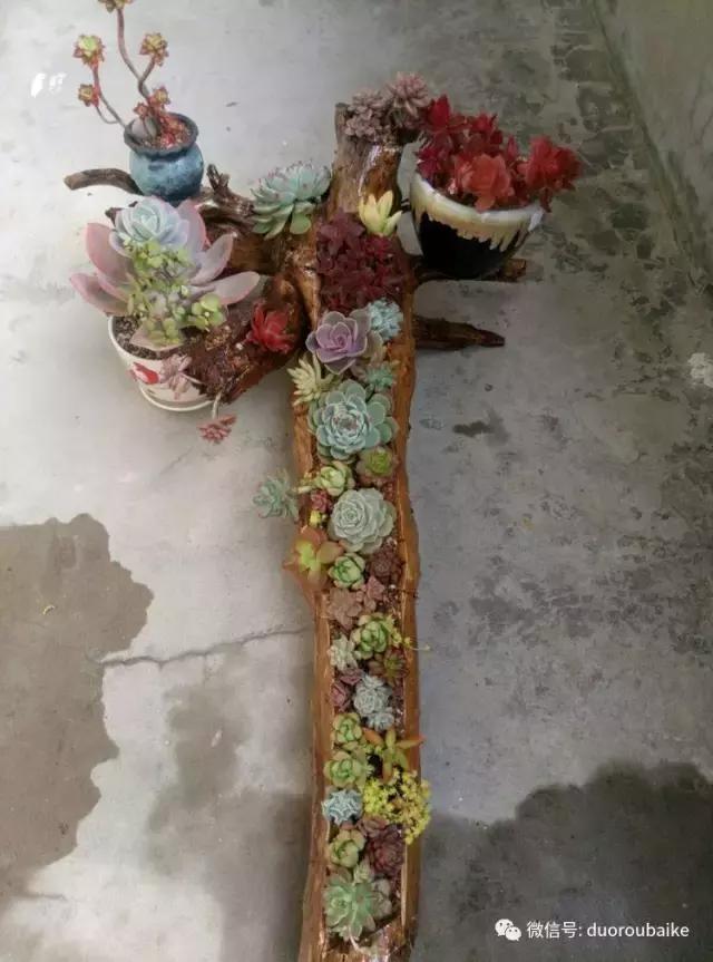 春天的多肉带给枯木新的生机，于是它们相爱了！
