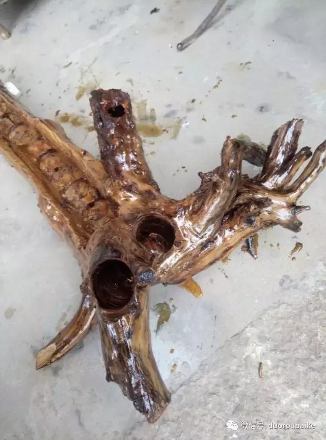 春天的多肉带给枯木新的生机，于是它们相爱了！