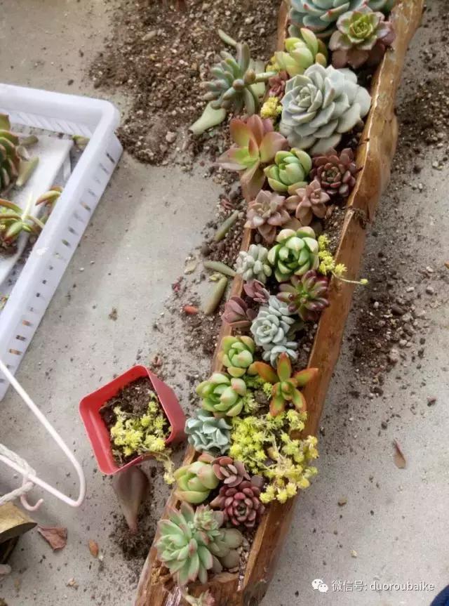 春天的多肉带给枯木新的生机，于是它们相爱了！