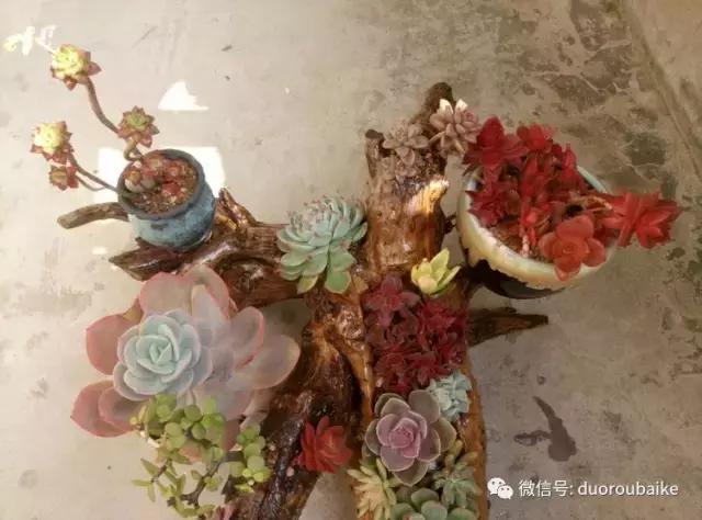 春天的多肉带给枯木新的生机，于是它们相爱了！