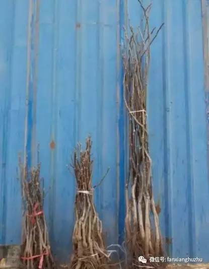 核桃苗几月份移栽最好,核桃苗移栽后多久发芽