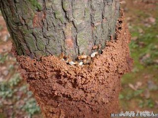 果园白蚁怎么消灭最有效方法,果园白蚁怎么彻底消灭