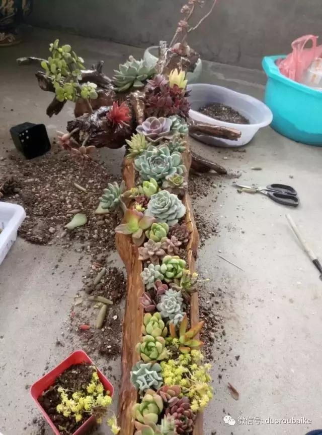 春天的多肉带给枯木新的生机，于是它们相爱了！