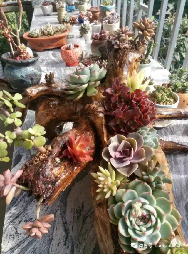 春天的多肉带给枯木新的生机，于是它们相爱了！