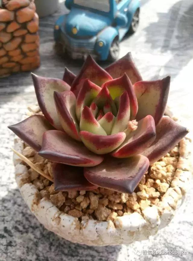 春天的多肉带给枯木新的生机，于是它们相爱了！