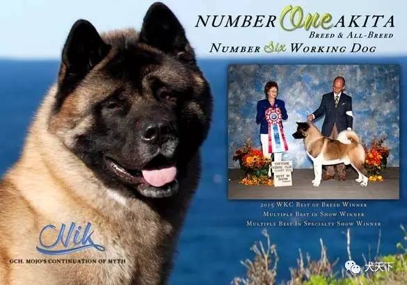 德牧登顶！BIS视频！世界第一犬展2017西敏寺赛果总汇