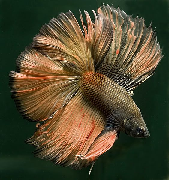 泰国斗鱼鱼缸,泰国斗鱼的幼崽