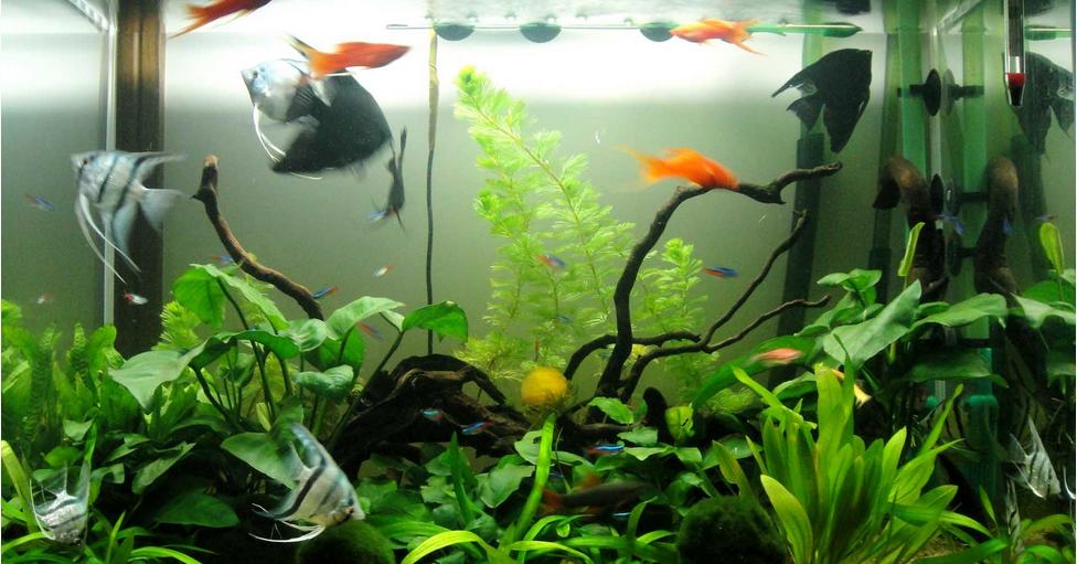 客厅鱼缸的摆放有什么禁忌,书房鱼缸摆放风水禁忌