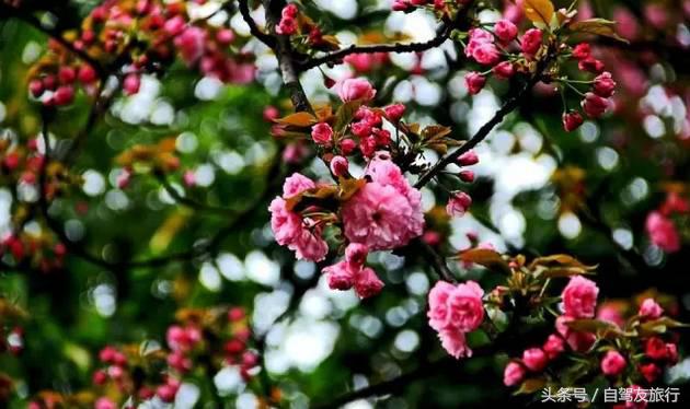 湖南赏花自驾游攻略,湖南旅游赏花攻略