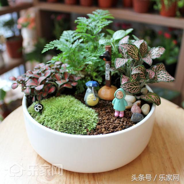 哪些绿植除甲醛效果好,哪种除甲醛的绿植最好用