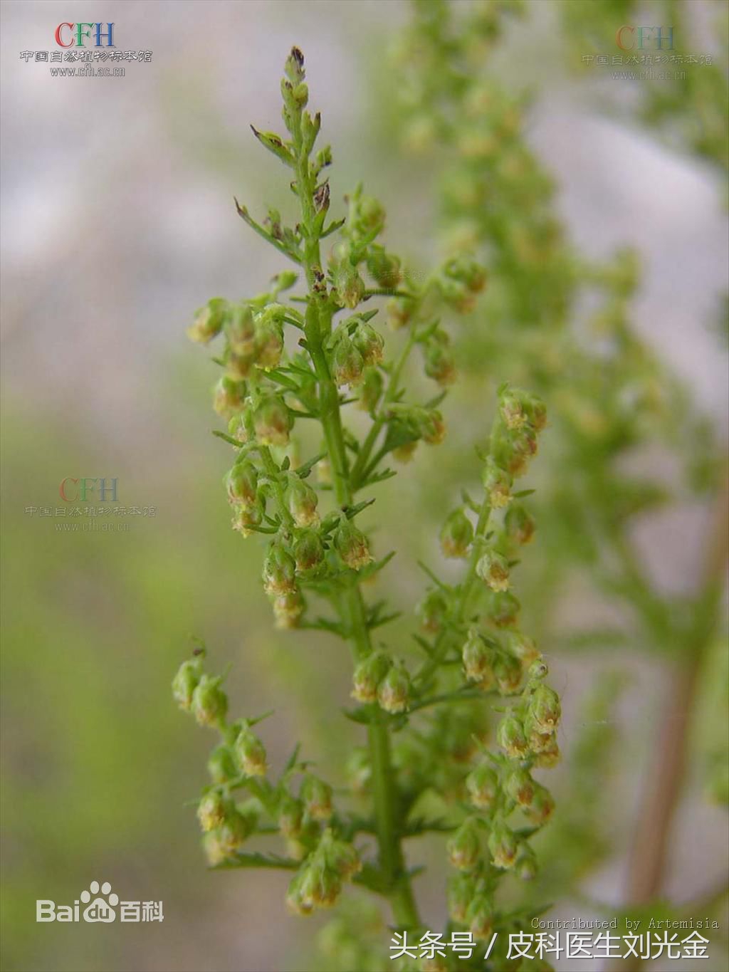 二月茵陈四月蒿包括艾蒿吗,茵陈蒿和青蒿图片