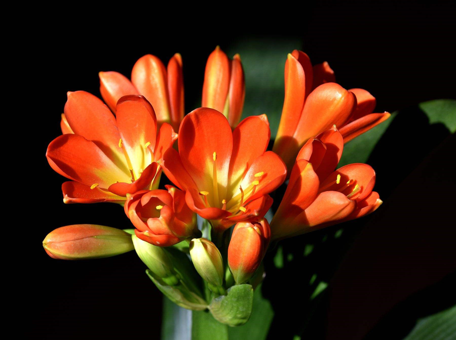 阿司匹林如何让君子兰快速生根,君子兰阿司匹林