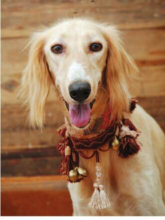 收藏狗狗的图片,收藏宠物集