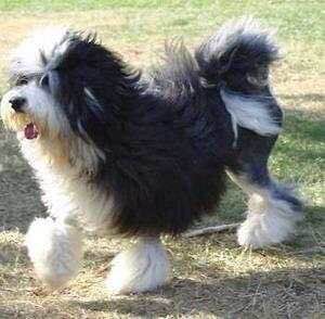 收藏狗狗的图片,收藏宠物集