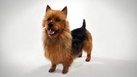 收藏狗狗的图片,收藏宠物集