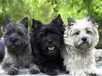 收藏狗狗的图片,收藏宠物集