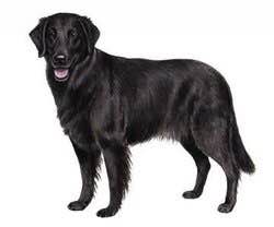 收藏狗狗的图片,收藏宠物集