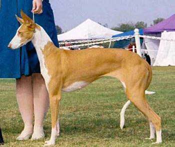 收藏狗狗的图片,收藏宠物集