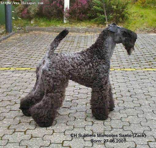 收藏狗狗的图片,收藏宠物集