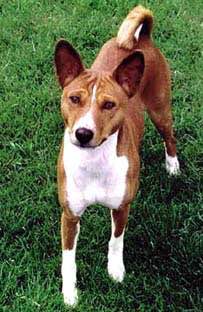 收藏狗狗的图片,收藏宠物集