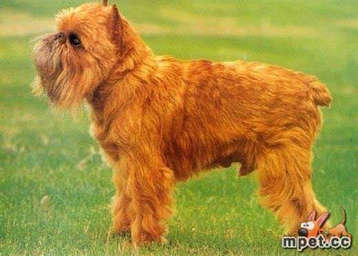 收藏狗狗的图片,收藏宠物集