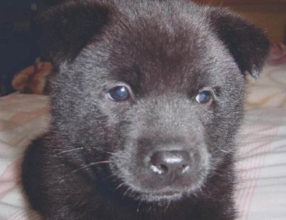 收藏狗狗的图片,收藏宠物集