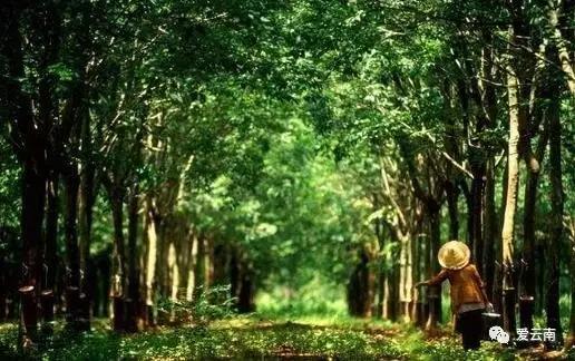 在美丽的西双版纳领略异域风情,美丽的西双版纳体验异国风情