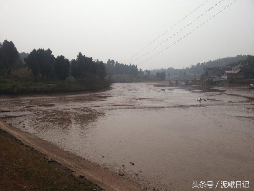 泥鳅养殖的前景,泥鳅养殖新模式