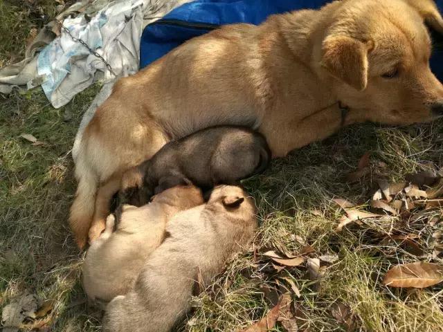 长沙宠物蜥蜴品种有哪些,别人家养的宠物蜥蜴食肉动物