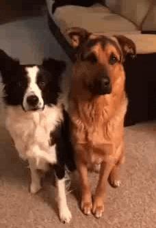 铲屎官半夜给猫咪抓鱼,和猫咪斗智斗勇铲屎官智商完胜