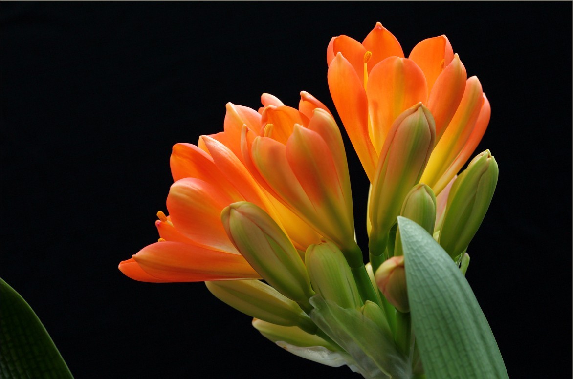 君子兰掉的小根能繁殖吗,君子兰繁殖不分盆好看吗