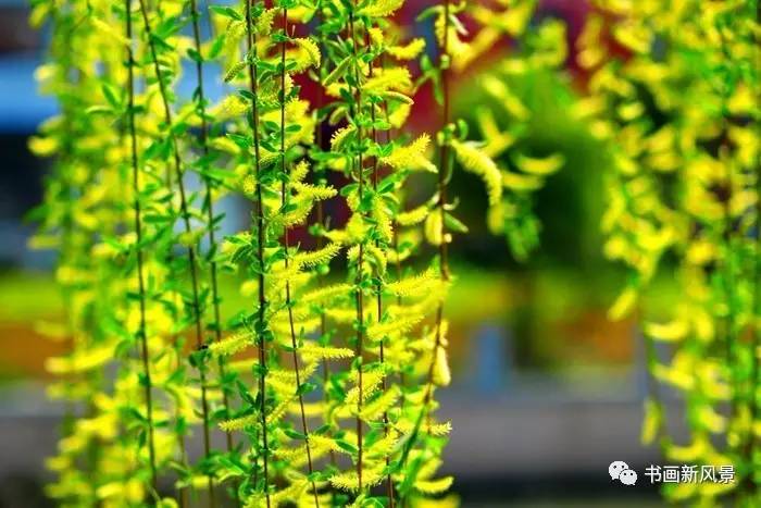 描写春柳春花的古诗词,春柳的诗词有哪些