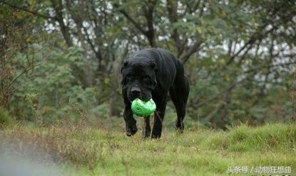 又帅又霸气的猛犬,猛犬长大后有多霸气
